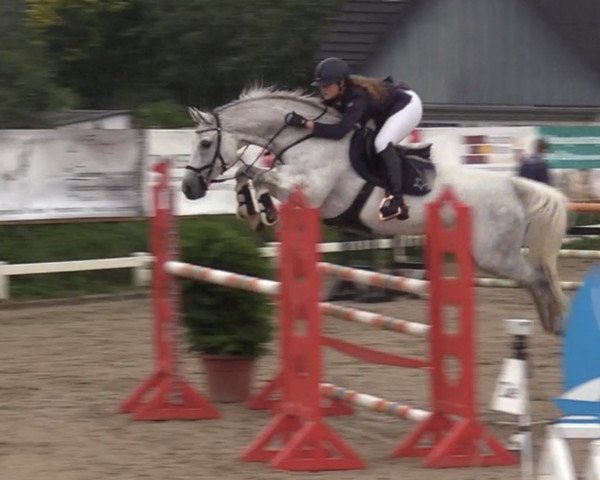 broodmare Usa 12 (Holsteiner, 2004, from Colman)