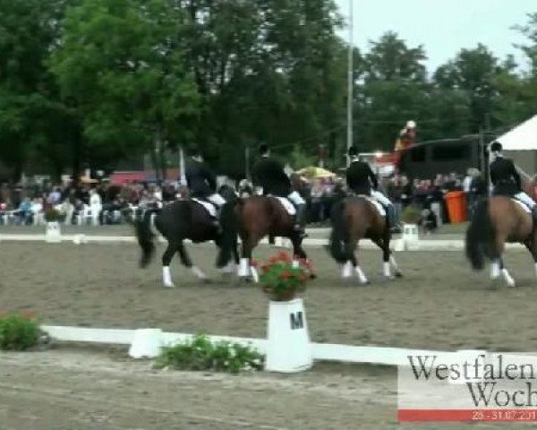 Westfalen-Woche Münster-Handorf
Freitag, 29. Juli 2011
42 Dressurprüfung Kl. L - Kür der Mannschaften 
