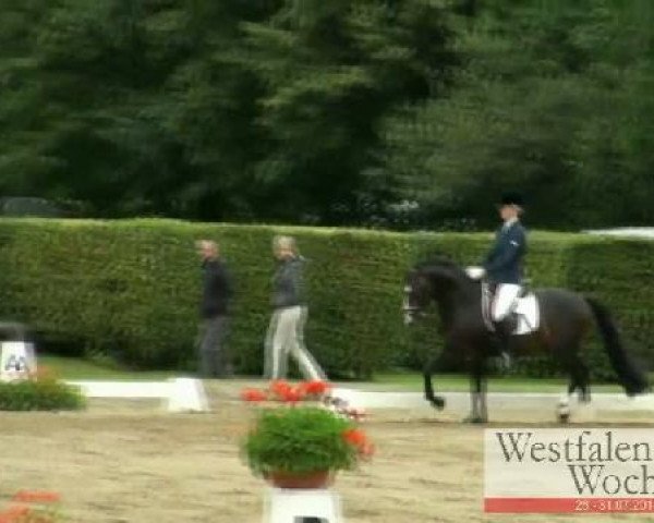Westfalen-Woche Münster-Handorf
Samstag, 30. Juli 2011
19 Dressurponyprüfung Kl. L - 6jähr. Ponys 

