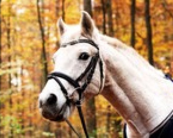 Dressurpferd Eric 53 (Niederländisches Pony, 1995, von Everglade)