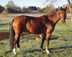 dressage horse Carambol (Mecklenburg, 2008, from Cheval de Blanc)