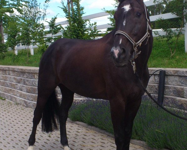 dressage horse Ulydor (Westphalian, 1999, from Ulan)