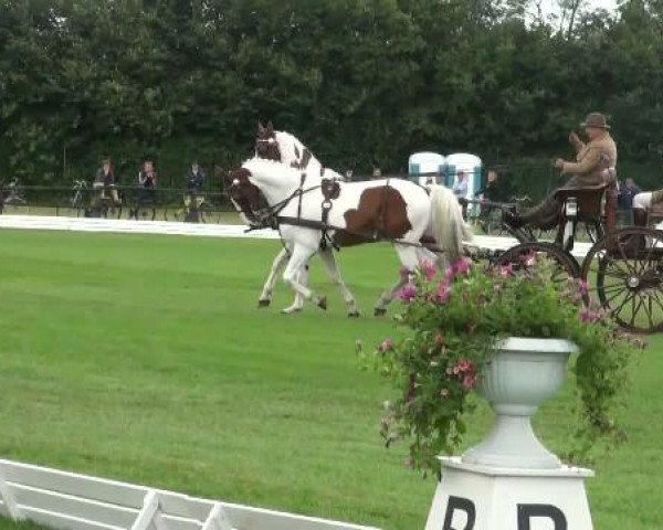 Riesenbeck INTERNATIONAL
Friday, July 22nd 2011
07 Dressage competition CAIO - Pairs

