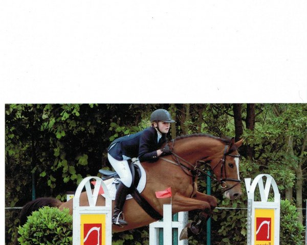 broodmare Quite Activity (Oldenburg show jumper, 2003, from Quite Easy I) broodmare Quite Activity (Oldenburg show jumper, 2003, from Quite Easy I)
