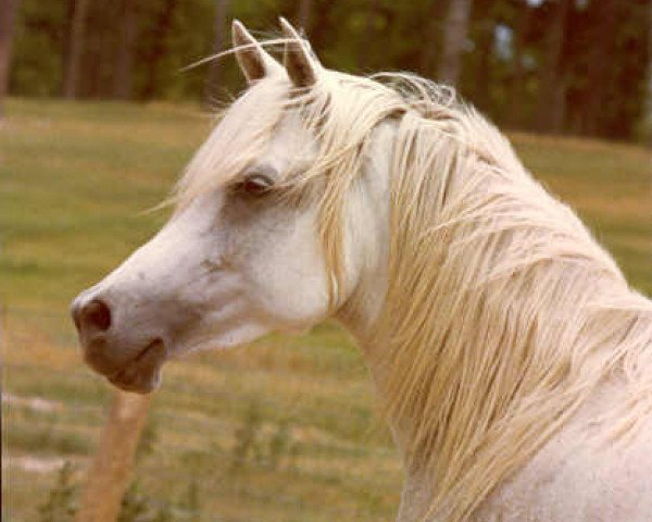 broodmare Ansata Rosetta 1971 ox (Arabian purebred, 1971, from Ansata Shah Zaman 1968 ox)
