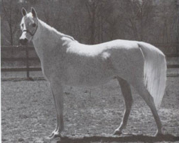 broodmare Ansata Ghazala ox (Arabian purebred, 1976, from Ansata Ibn Sudan ox)