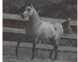 broodmare Ansata Gloriana ox (Arabian purebred, 1986, from Jamil ox)