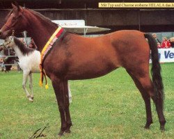 broodmare Helala EAO (Arabian purebred, 1992, from Salaa El Dine EAO)