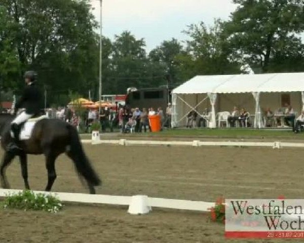 Westfalen-Woche Münster-Handorf
Donnerstag, 28. Juli 2011
02 Reitpferdeprüfung - 3j. Hengste