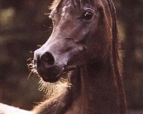 broodmare NK Nariman ox (Arabian purebred, 1995, from Salaa El Dine EAO)