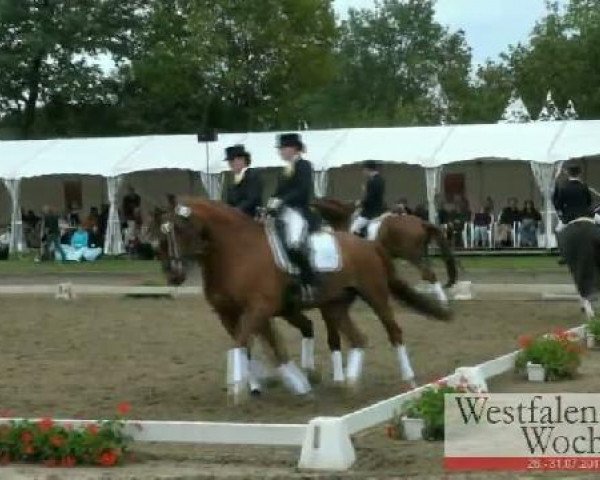 Westfalen-Woche Münster-Handorf
Freitag, 29. Juli 2011
42 Dressurprüfung Kl. L - Kür der Mannschaften 
