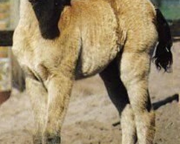 horse Nadeema ox (Arabian purebred, 1991, from Salaa El Dine EAO)