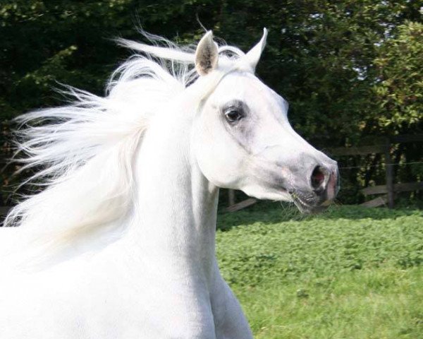 horse Nawal (Arabian purebred, 1990, from Salaa El Dine EAO)
