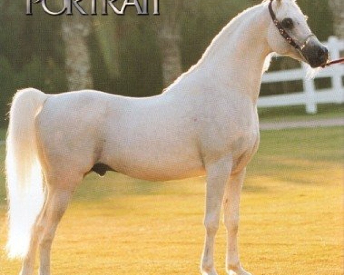 stallion Adnan EAO (Arabian purebred, 1989, from Salaa El Dine EAO)