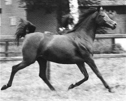 broodmare Hanan ox 1967 EAO (Arabian purebred, 1967, from Alaa El Din 1956 EAO)