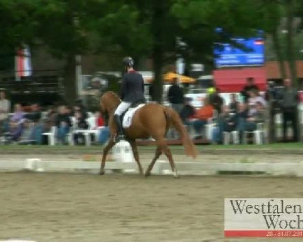 Westfalen-Woche Münster-Handorf
Freitag, 29. Juli 2011
08 Pony-Reitpferdeprüfung - 3j. Hengste 
