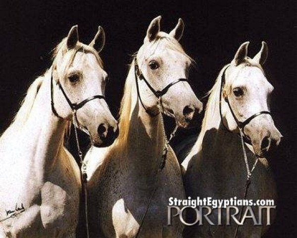broodmare Ameera ox (Arabian purebred, 1978, from Madkour I ox)