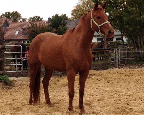 Pferd Endever (Hannoveraner, 2006, von Embassy I)