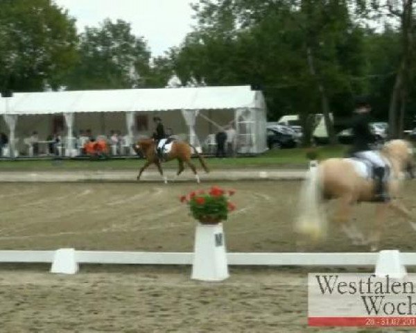 Westfalen-Woche Münster-Handorf
Freitag, 29. Juli 2011
08 Pony-Reitpferdeprüfung - 3j. Hengste 
