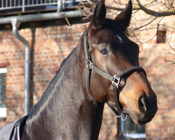 dressage horse Fame of Move (Oldenburg, 2009, from Fidertanz)