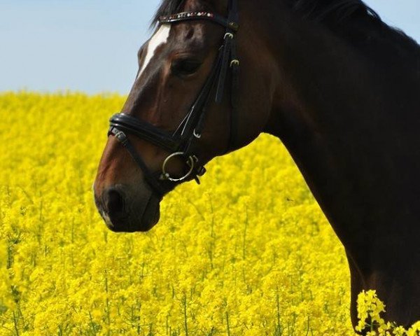 horse Wilma 214 (Hanoverian, 2002, from Worldly I)
