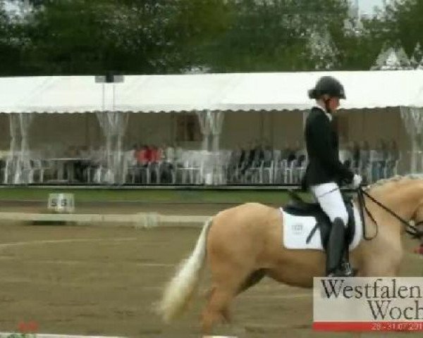 Westfalen-Woche Münster-Handorf
Samstag, 30. Juli 2011
09 Pony-Reitpferdeprüfung - 3j. Ponys 
