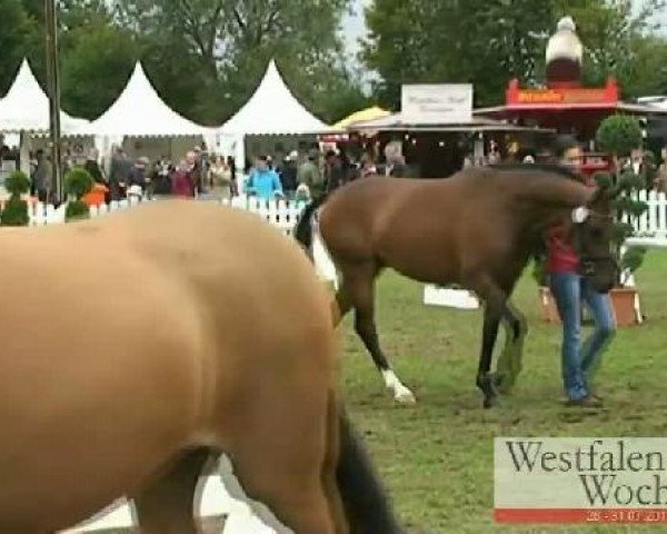 Westfalen-Woche Münster-Handorf
Samstag, 30. Juli 2011
Eliteshow Kleinpferde
