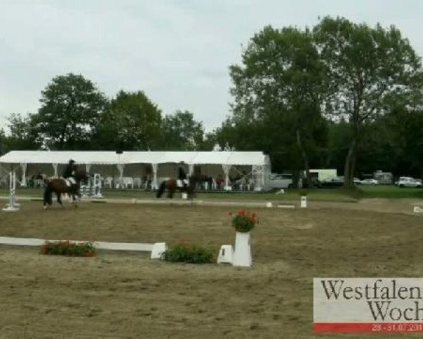 Westfalen-Woche Münster-Handorf
Samstag, 30. Juli 2011
21 Eignungsprüfung Kl. A für Reitpferde - 4+5j. Pferde 
