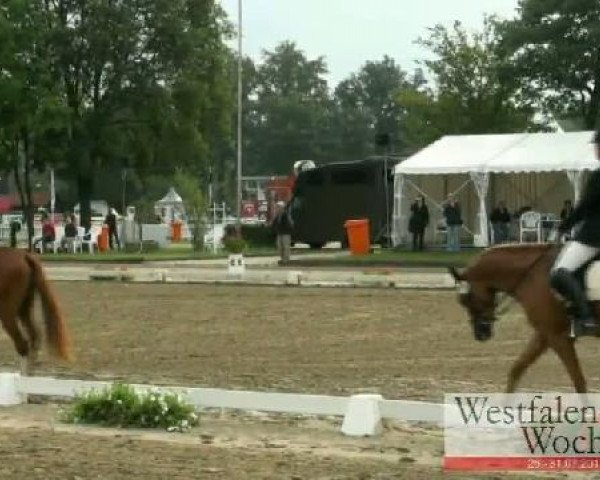 Westfalen-Woche Münster-Handorf
Freitag, 29. Juli 2011
07 Pony-Reitpferdeprüfung - 3j. Stuten und Wallache