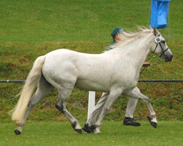 Zuchtstute Frederiksminde Charisma (Connemara-Pony, 1996, von Hazy Dawn) Zuchtstute Frederiksminde Charisma (Connemara-Pony, 1996, von Hazy Dawn)