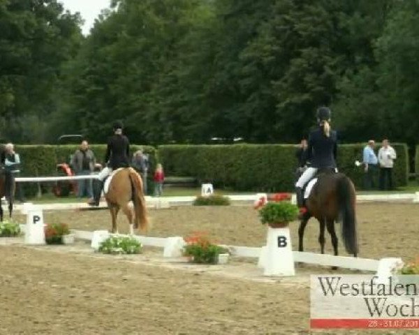 Westfalen-Woche Münster-Handorf
Freitag, 29. Juli 2011
07 Pony-Reitpferdeprüfung - 3j. Stuten und Wallache