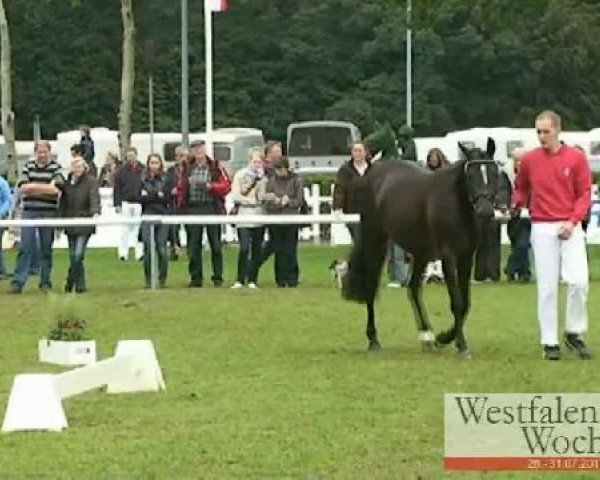 Westfalen-Woche Münster-Handorf
Samstag, 30. Juli 2011
Eliteshow Kleinpferde