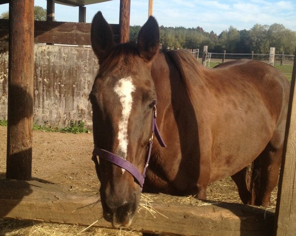 broodmare Aponja of Paradise (Hanoverian, 2004, from Bonvivant xx)