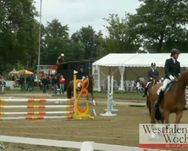 Westfalen-Woche Münster-Handorf
Samstag, 30. Juli 2011
21 Eignungsprüfung Kl. A für Reitpferde - 4+5j. Pferde 
