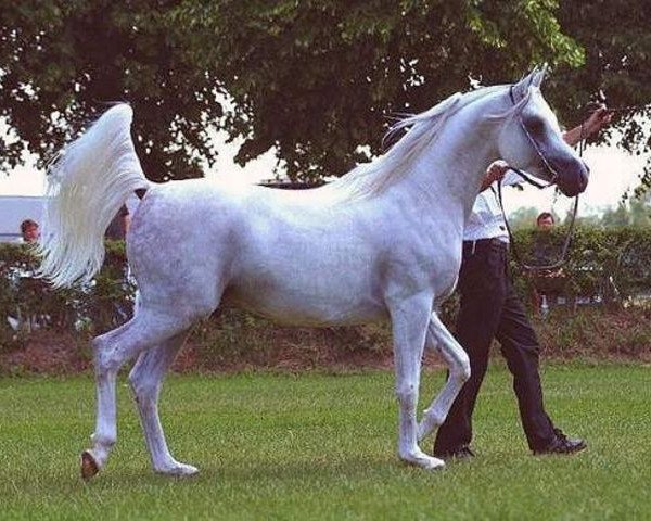 stallion Nabeel II ox (Arabian purebred, 1995, from Maysoun 1985 ox)