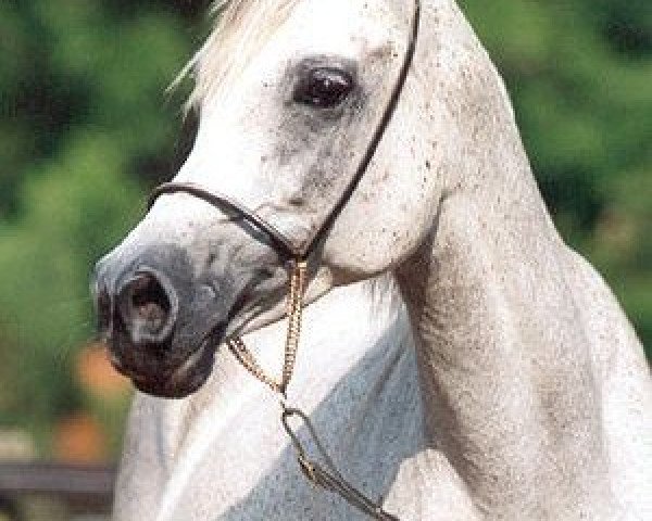 broodmare Ni'ma Abadi ox (Arabian purebred, 1997, from Maysoun 1985 ox)