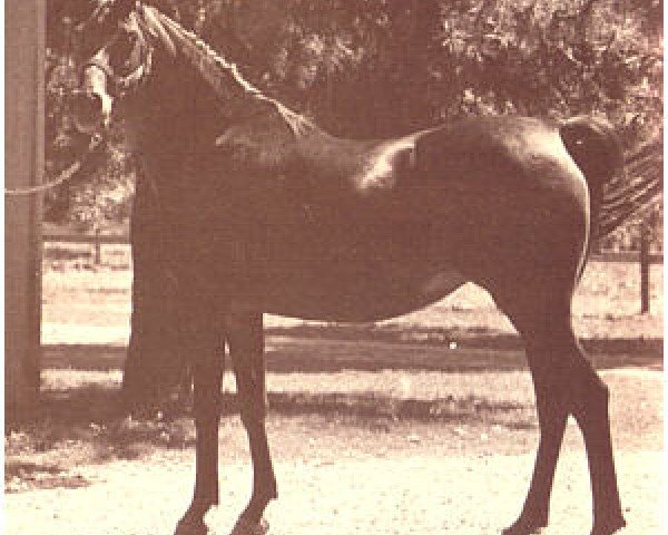 broodmare Serrasab ox (Arabian purebred, 1959, from Fa-Serr ox)