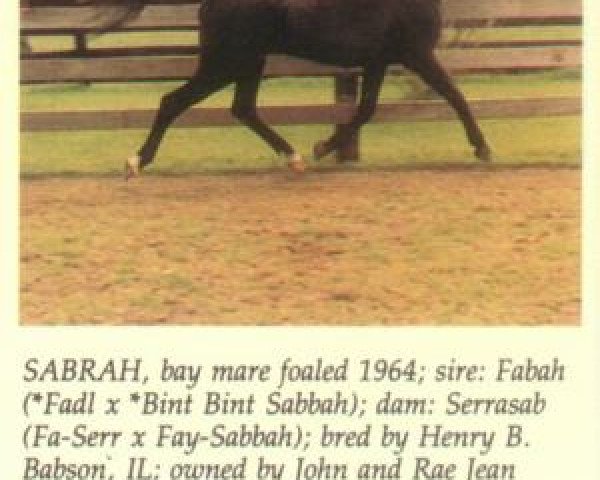 broodmare Sabrah ox (Arabian purebred, 1964, from Fabah 1950 ox)