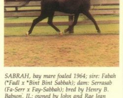 broodmare Sabrah ox (Arabian purebred, 1964, from Fabah 1950 ox)
