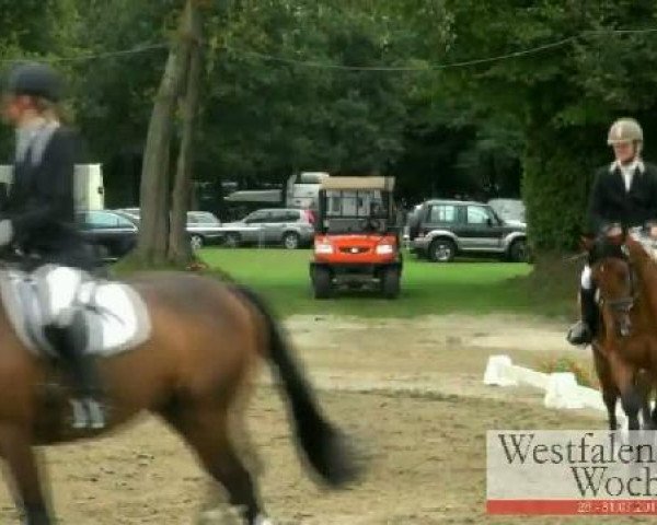 Westfalen-Woche Münster-Handorf
Samstag, 30. Juli 2011
21 Eignungsprüfung Kl. A für Reitpferde - 4+5j. Pferde 

