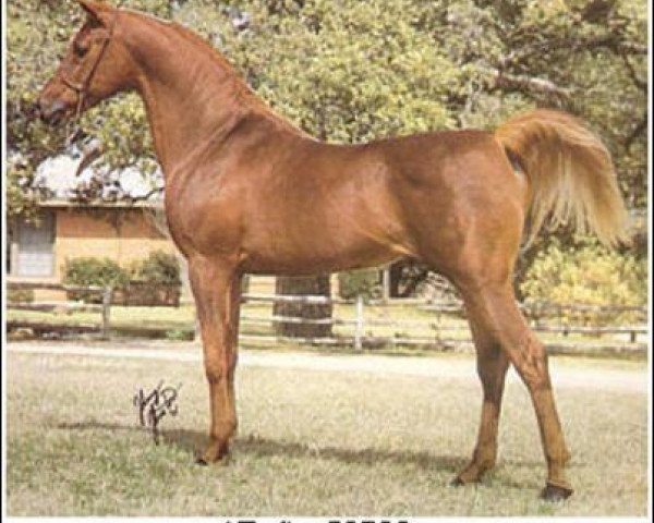 stallion Refky ox (Arabian purebred, 1963, from Morafic 1956 EAO)