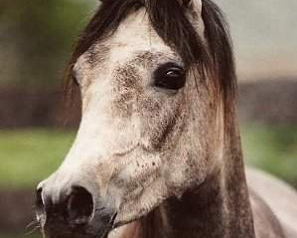 broodmare Nadeemah II ox (Arabian purebred, 1995, from ZT Sahjat 1992 ox)