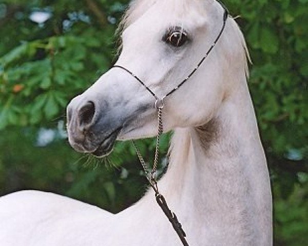 horse Nadirah El Shah (Arabian purebred, 1998, from El Ahhim Shah EAO)