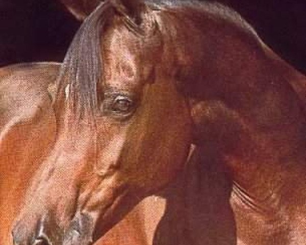 broodmare Dahmah Shahwaniah ox (Arabian purebred, 1966, from Ansata Ibn Halima 1958 EAO)