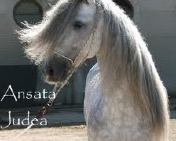 broodmare Ansata Judea ox (Arabian purebred, 1978, from Ansata Abu Sudan ox)