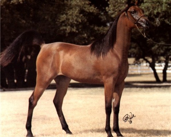 broodmare Ansata Justina ox (Arabian purebred, 1984, from Jamil ox)