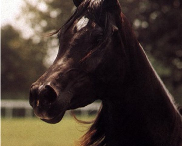 broodmare Alijamila ox (Arabian purebred, 1987, from Ruminaja Ali 1976 ox)