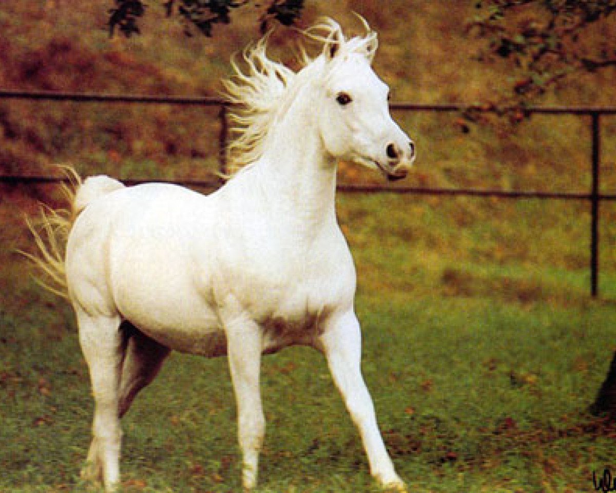 stallion Moneef ox (Arabian purebred, 1975, from Hadban Enzahi 1952 EAO)