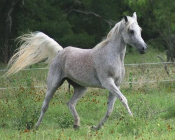 broodmare Daheda EAO (Arabian purebred, 1987, from Dalul EAO)