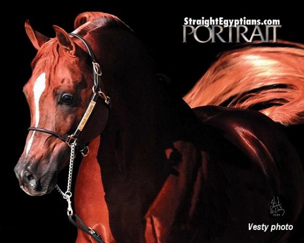 stallion True Colours EAO (Arabian purebred, 1997, from Thee Desperado 1989 EAO)